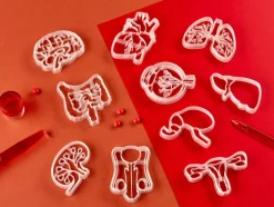 Kleivormpjes anatomie