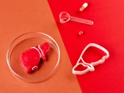 Kleivormpjes anatomie