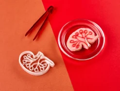 Kleivormpjes anatomie