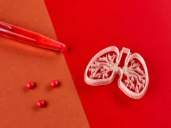 Kleivormpjes anatomie