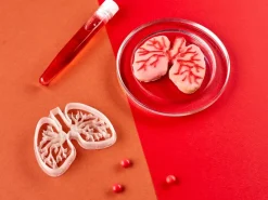 Kleivormpjes anatomie