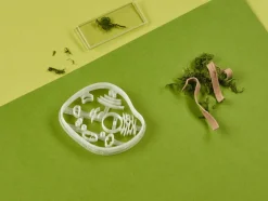 Kleivormpjes microbiologie