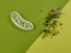 Kleivormpjes microbiologie